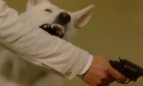 White Shepherd Canine Movie Star